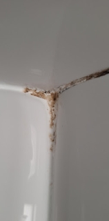 If your shower silicone is discoloured and old it will probrably...